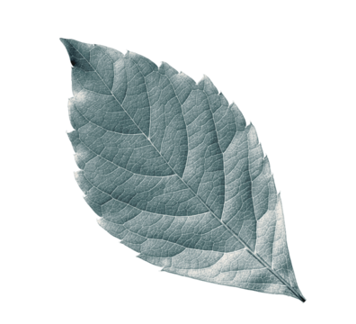 High quality PNG of leaf showing detailed veins and natural texture on transparent background.
