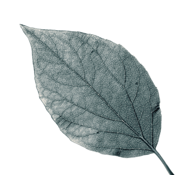 High quality PNG of leaf showing detailed veins and natural texture on transparent background.