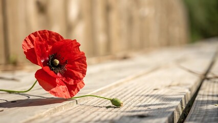 A single red poppy on a weathered wooden surface with soft light