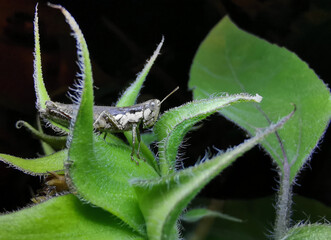 Close up. Grasshopper stays on the flower petals at night