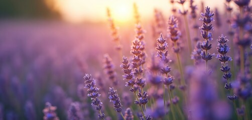 Fototapeta premium Lavender field at sunset with soft sun light. Purple flowers bloom in summer. Gentle breeze blows through the plants, creating a peaceful atmosphere.