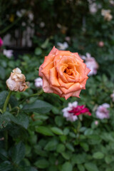 Orange rose garden bloom closeup soft light green foliage dewdrop morning floral nature inspires beauty in calm mood