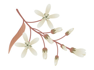 Branch with flowers irga and leaves on a white..eps