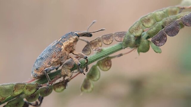 4K Macro Footage of a Long-Nosed Beetle (Curculionidae) with Sharp Body Texture Details