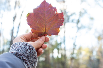 Woman's Hand Holding a Red Autumn Leaf Outdoors. The onset of cold weather