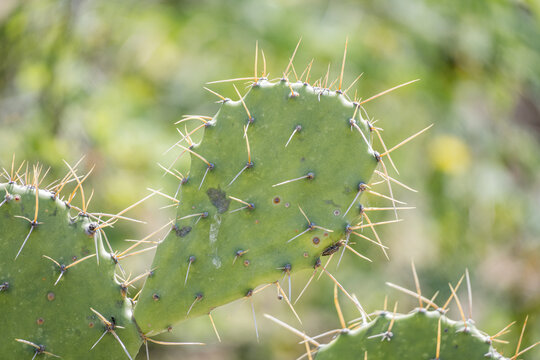Close up of cactus spines in Tatacoa Desert, Colombia