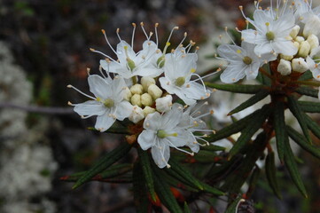 Snow-white wild rosemary flowers in the forest on a summer day.
