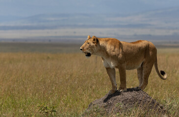 Closeup of a  lioness on a mound at Masai Mara, Kenya
