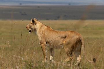A lioness on a mound observing the surrounding at Masai Mara, Kenya