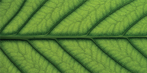 Macro photograph of a vibrant green leaf showcasing intricate vein patterns © HexaFrame