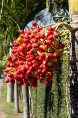 Palm Trees with Red Fruits 