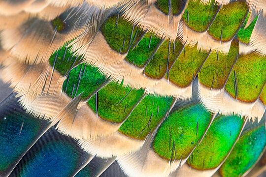 Closeup of vivid bird plumage with vibrant colors