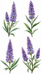 Fototapeta premium Watercolor illustration of Agastache flowers on white. Botanical art with purple blossoms green leaves on stems. Nature painting is suitable for various design projects