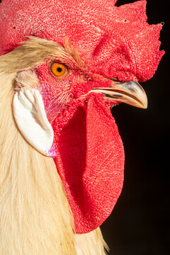 Close-up of a rooster&rsquo;s vibrant red comb and eye