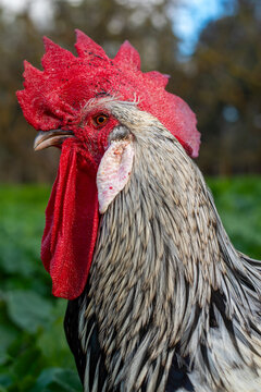 Close-up of a rooster with vibrant red comb