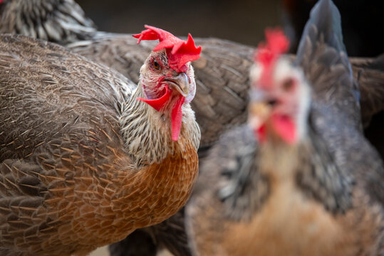 Close-up of a chicken with red comb in a farm setting