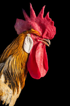 Close-up of a vibrant rooster profile on black background