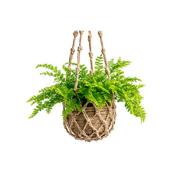 Hanging fern plant in woven jute planter brings a touch of bohemian style and natural beauty to your space, perfect for cozy interiors