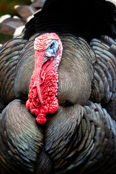 Close-up of a turkey with vibrant plumage and skin