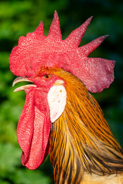 Close-up of a vibrant rooster with striking red comb