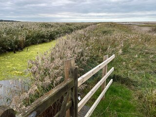 Beautiful landscape of nature reserve marshland with grasses fencing and algae colour water rivelet streams conservation coast area for wildlife in Cley Norfolk uk with grey Autumn sky walk to beach