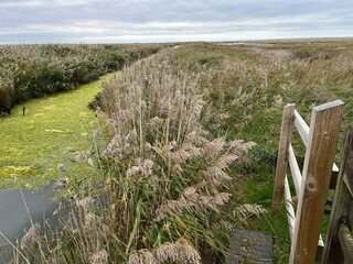 Beautiful landscape of nature reserve marshland with grasses fencing and algae colour water rivelet streams conservation coast area for wildlife in Cley Norfolk uk with grey Autumn sky walk to beach