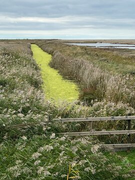Beautiful landscape of nature reserve marshland with grasses fencing and algae colour water rivelet streams conservation coast area for wildlife in Cley Norfolk uk with grey Autumn sky walk to beach