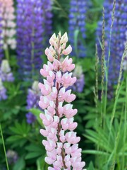 Lupin flower