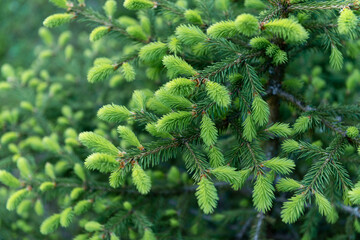 Fresh spring pine needles vibrant and lush