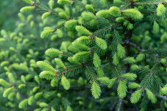 Fresh spring pine needles vibrant and lush