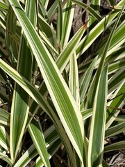 Fototapeta premium close up of palm leaves