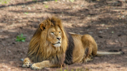 A majestic lion rests on the ground under the rays of the sun.