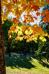 Burien Fall Leaves Close-up 2