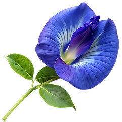 Butterfly pea flower