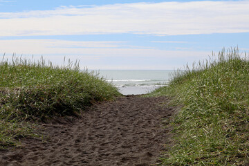 lyme grass growing on a black sand beach in Iceland protecting the land from wind erosion