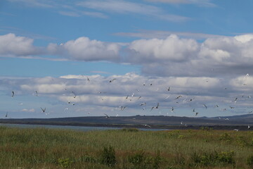 grassy area on the southwest coast of iceland with blue sky and impressive clouds and a flock of arctic terns flying over their nesting area