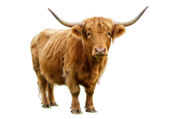 Isolated Highland cow looking forward with fluffy hair and curved horns facing the viewer
