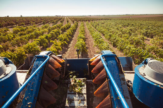 Vineyard harvest machinery in Castile-La Mancha, Spain