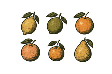 Vintage citrus illustrations: lemons, limes, oranges, and pears on white background.Colorful icons set illustrated