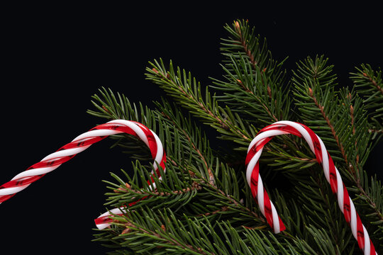 Candy canes and pine branches on black background