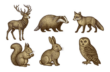 Obraz premium Vintage wildlife illustrations: deer, badger, fox, squirrel, rabbit, and owl.Colorful icons set illustrated
