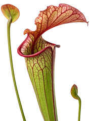 Pitcher plant