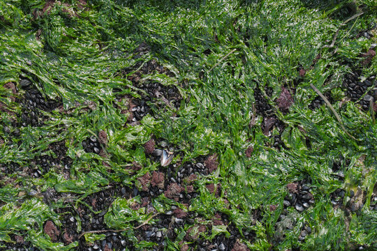 Vibrant marine texture of green seaweed and shells