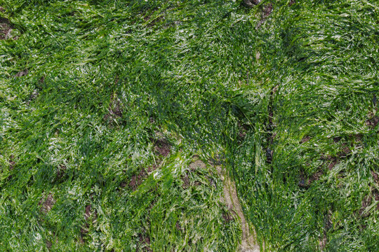 Lush green seaweed texture on natural rock surface