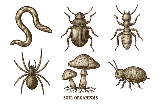 Soil Insects Icon