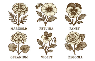 Vintage botanical illustrations of marigold, petunia, pansy, geranium, violet, and begonia.Colorful icons set illustrated