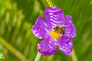 Honeybee on vibrant flower in close-up macro photography