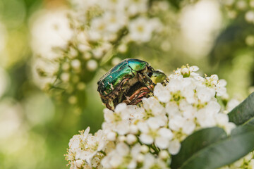 Cetonia aurata on white flowers in macro photography art
