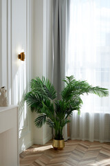 A palm tree in a golden planter in a bright and spacious room. Style, luxury and minimalism,