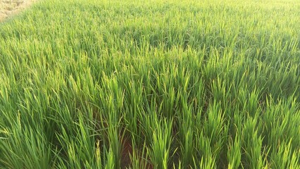 green rice field